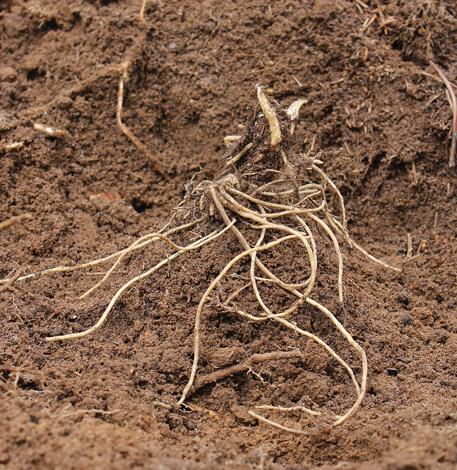 BARE ROOT BASICS – SbS Gardening