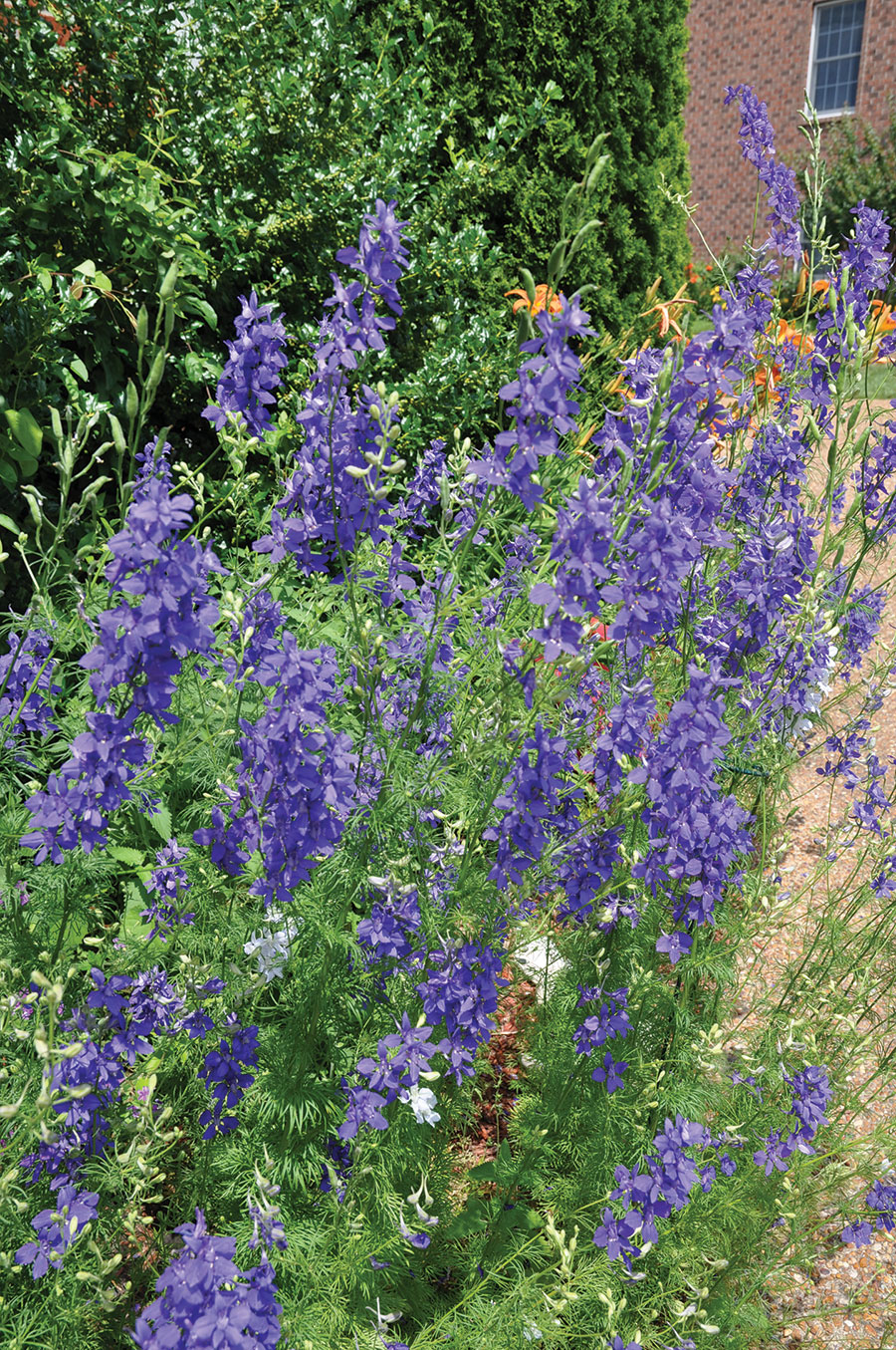 larkspur-sbs-gardening